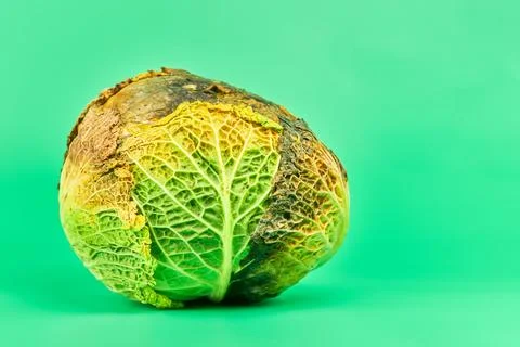 Rotten cabbage, green background Stock Photos