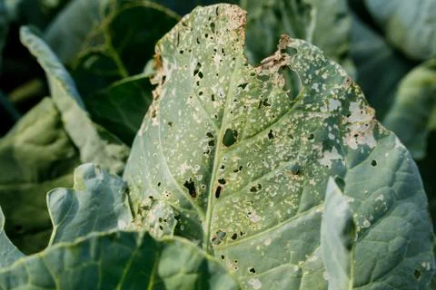 Rotten cabbage from insect bite, green yellow cauliflower vegetable Foto stock