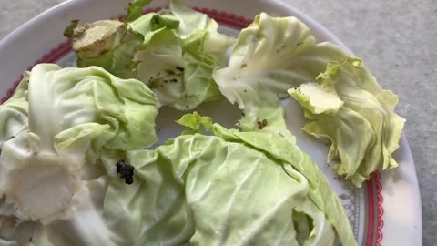 Rotten Cabbage with Insect Bite Marks and Yellow Egg Clusters 動画素材 321515417