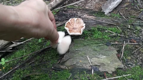 Rotten cap termitomyces mushroom.  Video stock 157524728