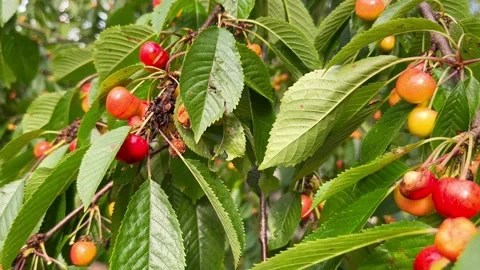 Rotten cherries on a tree Stock-Footage 245410857