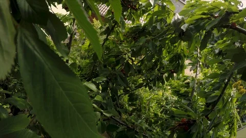 Rotten cherry tree picking fresh fruit POV point of view Stock Footage 109209209