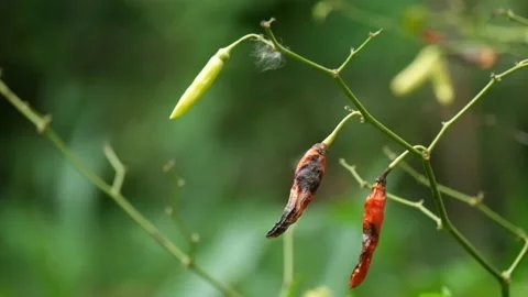 Rotten chilies swayed in the wind Stock Footage 287282730