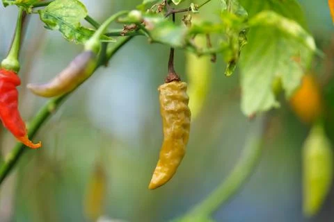 Rotten chilies on the tree Stock Photos