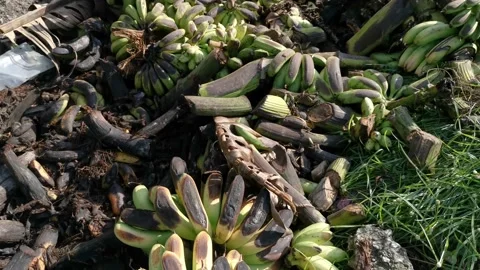 Rotten cluster of bananas Video stock 149450185