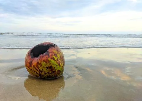Rotten coconuts on the beach Stock Photos
