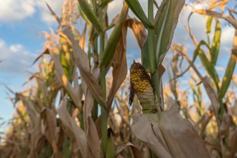 Rotten corn crop Stock Photos