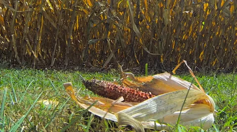 Rotten Corn on the Ground Stock Footage 36149766
