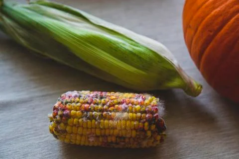 Rotten corn on the table next to the pumpkin Stock Photos
