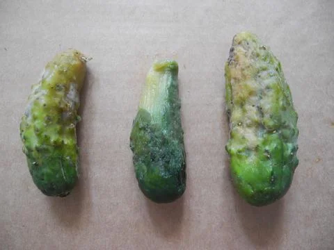 Rotten cucumbers on grey background. Gobal hunger problem. Over consumption c Foto stock