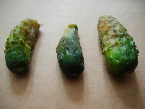 Rotten cucumbers on grey background. Gobal hunger problem. Over consumption c Foto stock