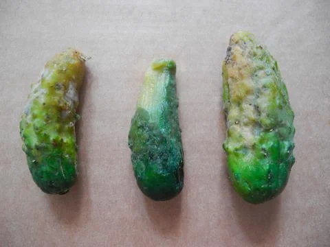 Rotten cucumbers on grey background. Gobal hunger problem. Over consumption c Stock Photos