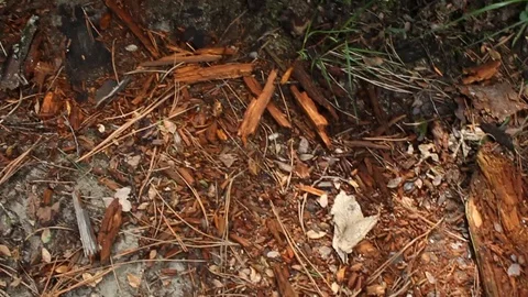 Rotten cypress tree trunk Stockbeeldmateriaal 128463194