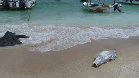 Rotten Dead Fish on The Beach Video stock 123259121