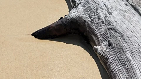 Rotten Dead Tree Trunk on the Beach. Stock Footage 306925470