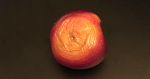 Rotten decomposing apple fruit - 4K Prores 422 HQ Stock Footage 292452155
