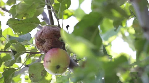 Rotten diseased apple on a tree branch in an orchard on a farm in autumn Stock Footage 42189972