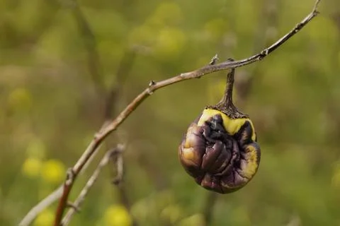 A rotten eggplant hanging on a dry branch. 스톡 사진