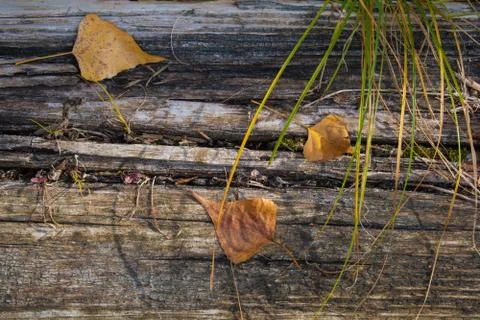 Rotten fallen tree for background 2 Stock Photos