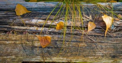 Rotten fallen tree for background Stock Photos