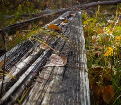 A rotten fallen tree in the forest Stock Photos