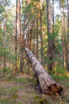 Rotten fallen tree in the forest - vertical Photo Stock Photos