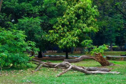 A rotten fallen tree trunk rests quietly among green trees Foto stock