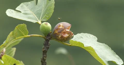 Rotten Fig Fruit on Branch and Insects Stock Footage 331641593