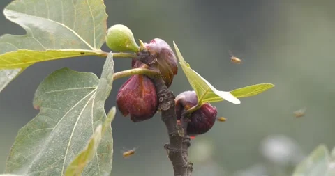 Rotten Fig Fruit on Branch and Insects Stock Footage 331659217