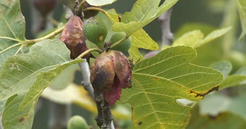 Rotten Fig Fruit on Branch and Insects Stock Footage 331743067