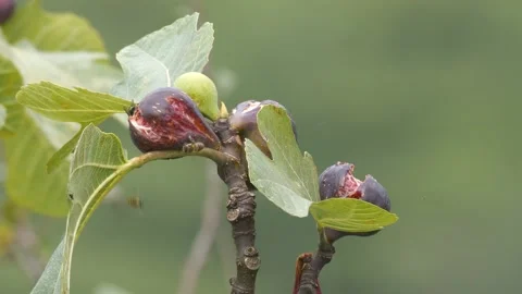 Rotten Fig Fruit on Branch and Insects Stock Footage 332011379