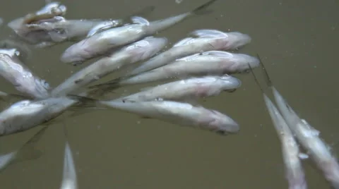 Rotten fish Stock Footage 55232368