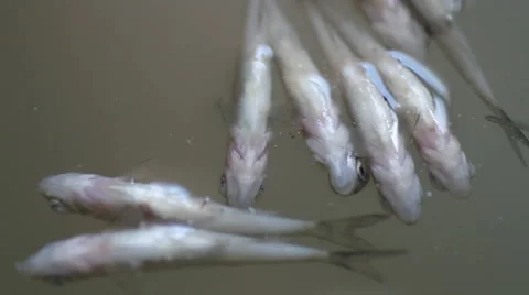 Rotten fish Stock Footage 55232644
