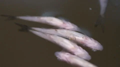 Rotten fish Stock Footage 55233940