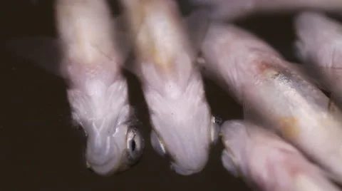 Rotten fish Stock Footage 55234885