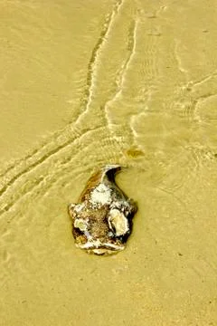 Rotten fish Stock Photos