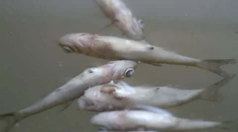 Rotten fish on the surface of the water Stock Footage 55232697