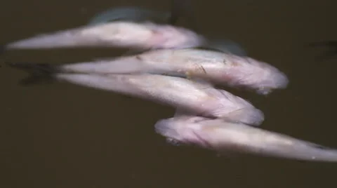 Rotten fish on the surface of the water Stock Footage 55234126