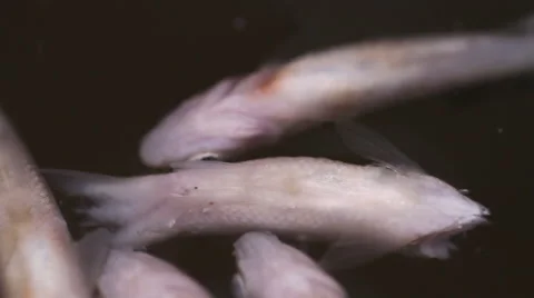 Rotten fish on the surface of the water Stock Footage 55235099