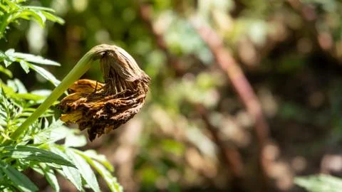 Rotten flower Photos