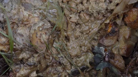 Rotten Food With Houseflies And Maggots.... | Stock Video | Pond5