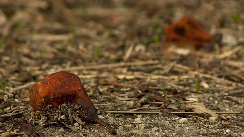 Rotten Fruit in the Floor Stock Footage 79641049