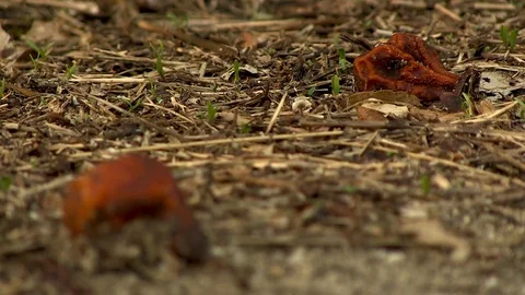 Rotten Fruit in the Floor Stock Footage 79641066
