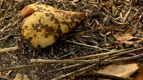 Rotten Fruit in the Floor Stock Footage 79641576