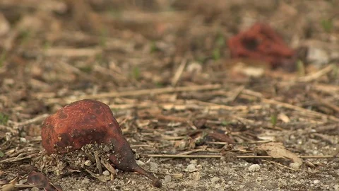 ROTTEN FRUIT IN THE FLOOR Stock Footage 90180334