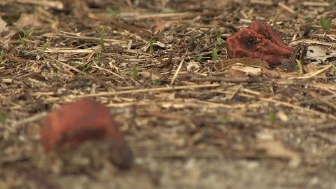 ROTTEN FRUIT IN THE FLOOR Stock Footage 90180375