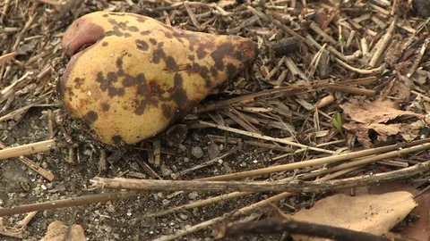 ROTTEN FRUIT IN THE FLOOR Stock Footage 90181194