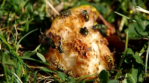 Rotten fruit in the garden Stock Footage 56525415