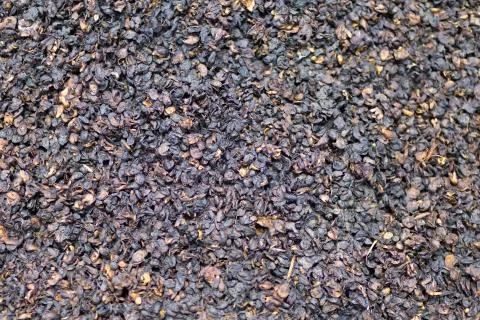 Rotten Fruit on ground Stock Photos