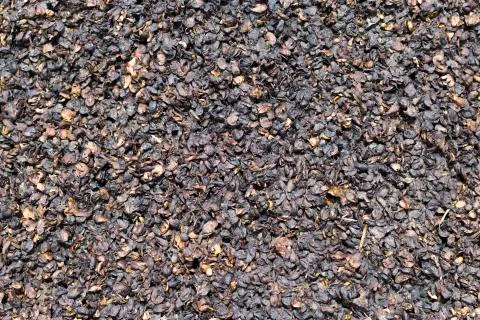 Rotten Fruit on ground Stock Photos
